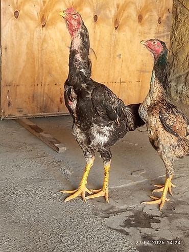 бойцовая птица: Продаю | Куры | Бойцовая | Для разведения — 5