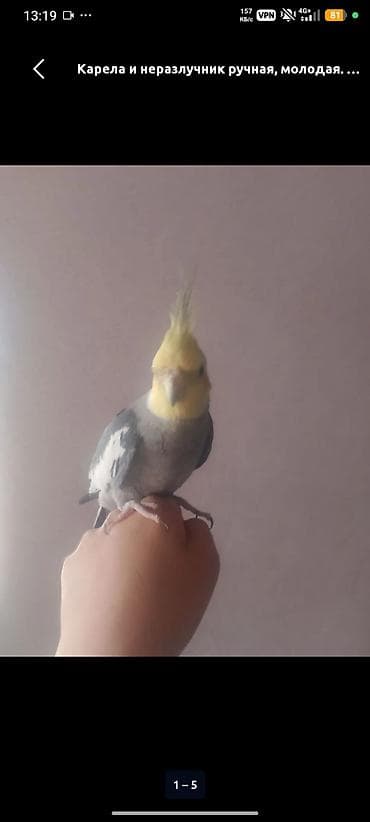 Куплю кореллу (нимфу) — самца, ручного,возраст до 3 лет — 1