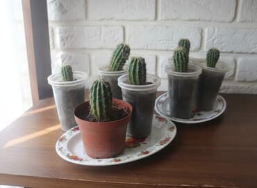 Небольшие кактусы (молодые сеянцы/детки) колонновидного типа. цена 20