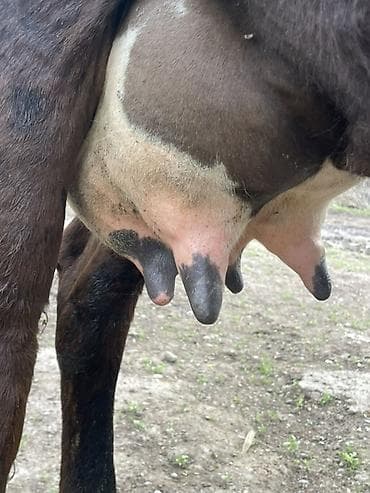 маточное молоко: Продаю | Корова (самка) | Абердин-ангус | Для молока | Привязанные — 8