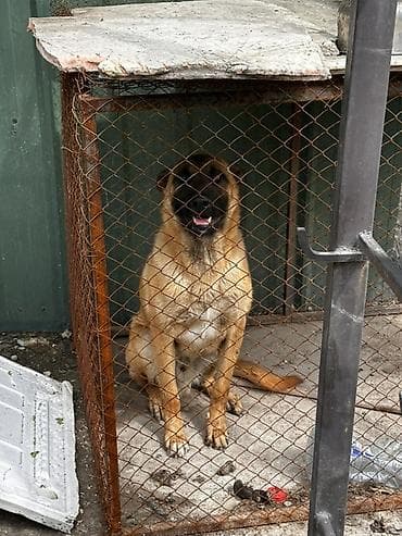 коне корсо: Собака охранной порода бельгийскую овчарку/малинуа). Основные — 3