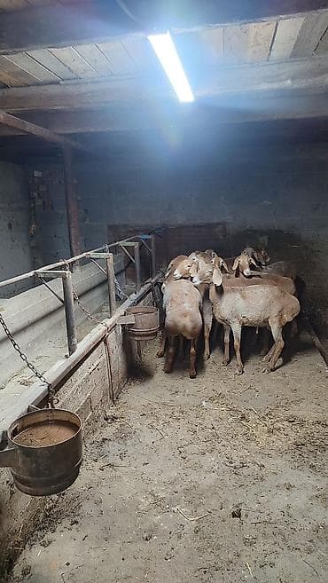 Продаю | Овца (самка) | Для разведения — 2
