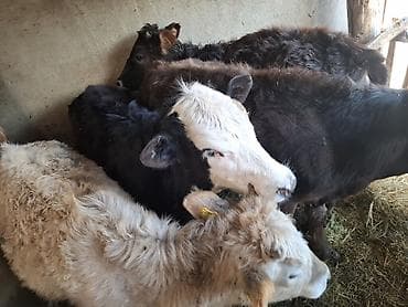 Сатам | Музоо | Аргын | Бордоп семиртүү үчүн — 2