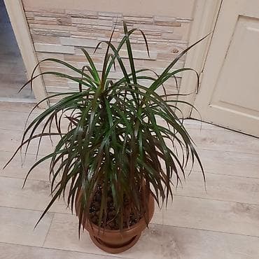 себе: Комнатные растения в декоративных горшках: 1) Шеффлера (Schefflera — 5