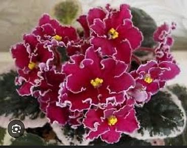 сокулук селекция: Продаю детки сортовых фиалок,около 200 сортов🌺🌿🌺. 100сом. Есть — 7