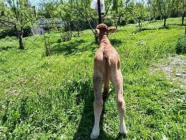 быки породистые: Продаю | Бык (самец) | Для разведения | Привязанные — 3