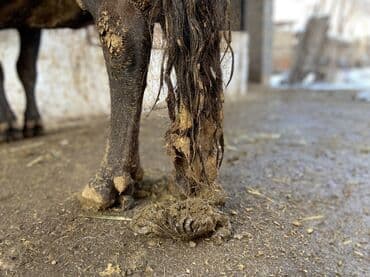 Продаю | Корова (самка) — 8