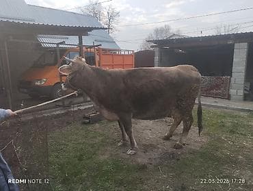 куплю корову на мясо: Продаю | Корова (самка) | На забой | Не стельные — 1