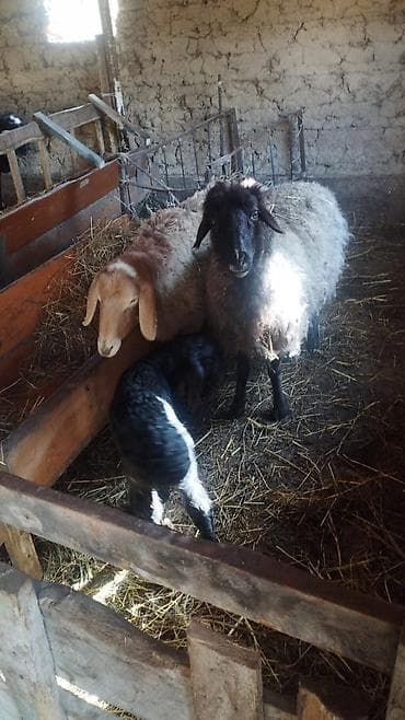 Ветеринар кызматы: Сатам | Ургаачы кой (ургаачы) | Аргын | Көбөйтүү үчүн | Ургаачы — 2