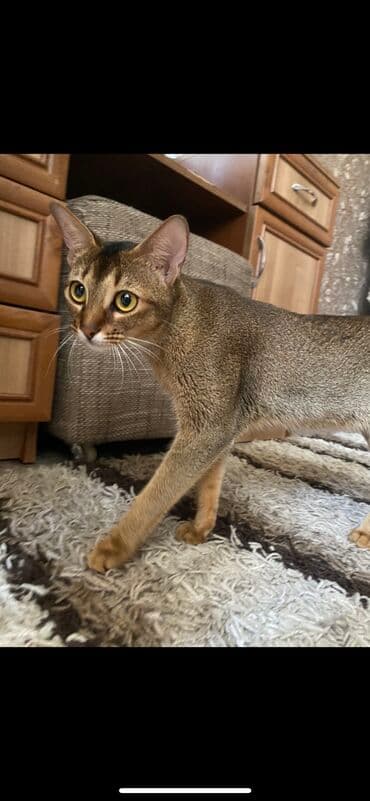 купить породистых котят: Абиссинская порода- выставляются на продажу редкие котята чистокровные — 14