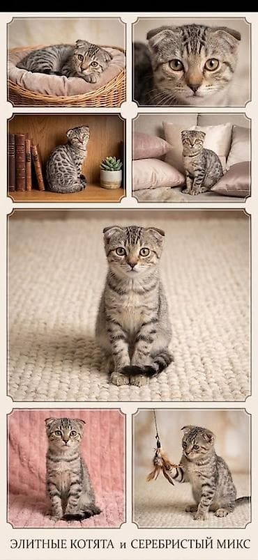 d cat: Котята редкого микса: бенгал + шотландская вислоухая — 3