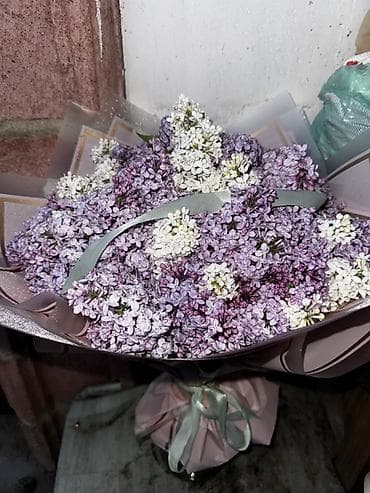 Букет из сирени - Объемный букет из душистой садовой сирени двух