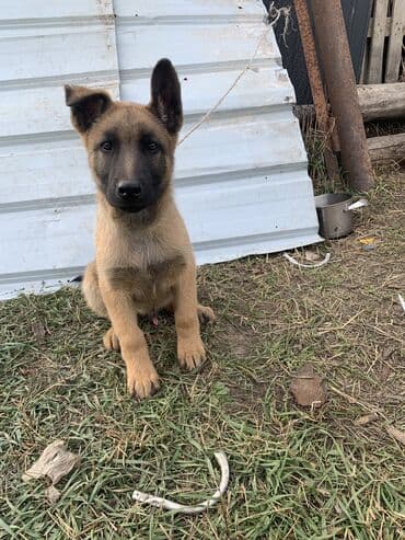 Вязка собак: Бельгийская овчарка, 5 месяцев, Самец — 1