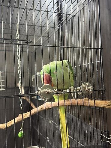 сколько стоят попугаи: Попугай Александрийский (зелёный, крупный) в комплекте с клеткой и — 5