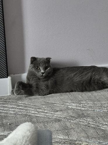 шотландские кошки цена: Скотиш Фолд (Шотландская вислоухая), 8 месяцев, Девочка, Голубой, Приучена к лотку — 2