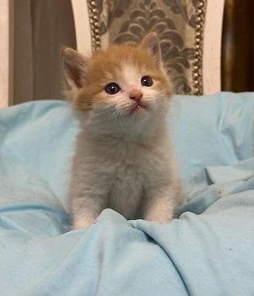 клевер 2 кос: Лесная, 1 месяц, Мальчик, Рыжий — 3