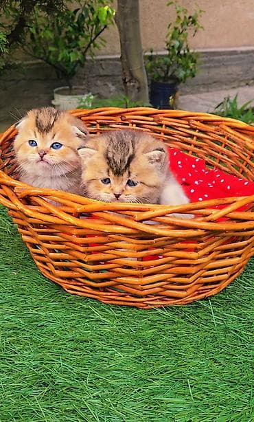 порода кошек вислоухая: Шотландские котята от красивой пары. Scottish fold и straight — 7