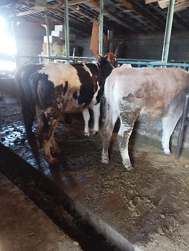 питбуль в бишкеке: Продаю | Бык (самец), Тёлка | На откорм, Для разведения, Для молока — 4