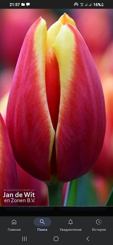 цветов: Луковицы цветка: Тюльпаны — 5