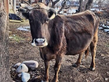 Продаю | Корова (самка) | На откорм | Привязанные at lalafo.kg Продаю | Корова (самка) | На откорм | Привязанные