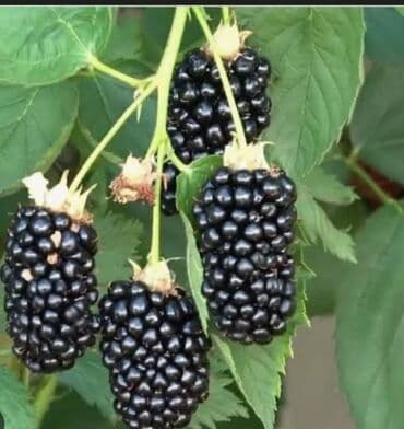 Ежавика лох несс натчез,лохтей, блек жем, том фри Все местные