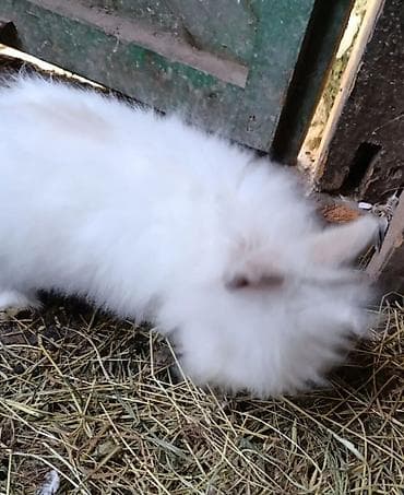 крольчиха ош: Продаю | Кролик самец | Декоративная, Карликовая | На забой, Для разведения | Племенные — 1