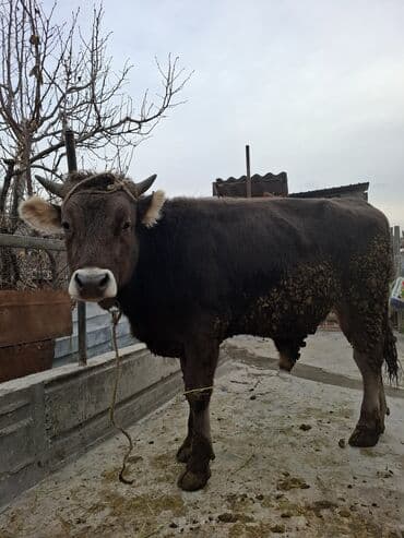 дойный апарат для коров: Продаю | Бык (самец), Тёлка | На забой — 5
