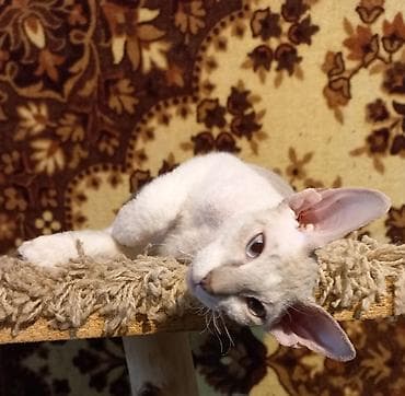 Мышыктар сатылат: 🐾🐈‍⬛ Голубоглазая девочка породы донской сфинкс, готова переехать в — 6