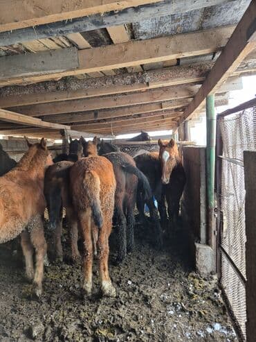 10 лет в одних руках: Продаю | Жеребенок | Для разведения | Племенные — 3