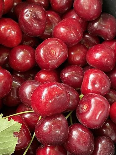 арбуз с поля: Черешня В розницу — 1