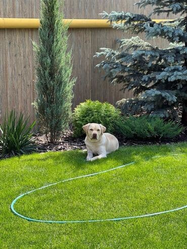 груминг собак: Лабрадор- ретривер, 4-х лет, с родословной, упитанный, воспитанный. В — 1