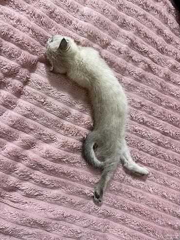 Шотландский вислоухий котёнок (Scottish Fold) - Окрас — 6