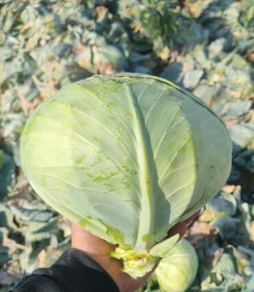 уголь кара кече бишкек цена: Капуста Ак капуста — 4