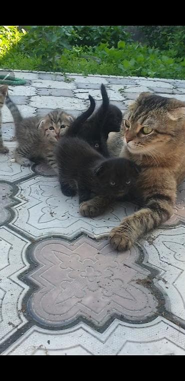 Мышыктар: Котята с вислоухими ушками от домашней кошки-скоттиш (на фото с — 2