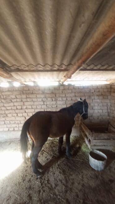 купить породистую собаку: Сатам | Байтал | Жумушка — 1