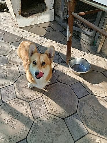 Корги, мальчик и девочка, желательно вместе, возраст полтора года