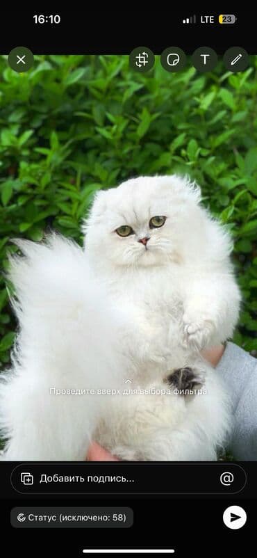домашняя крыса: Котята породы Scottish fold Профессиональный питомник Victory Pride — 2