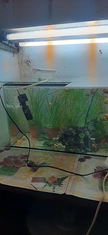 купить аквариумный компрессор: Аквариумные ампулярии, растения, декорации,коряга,корм. - Стеклянный — 8