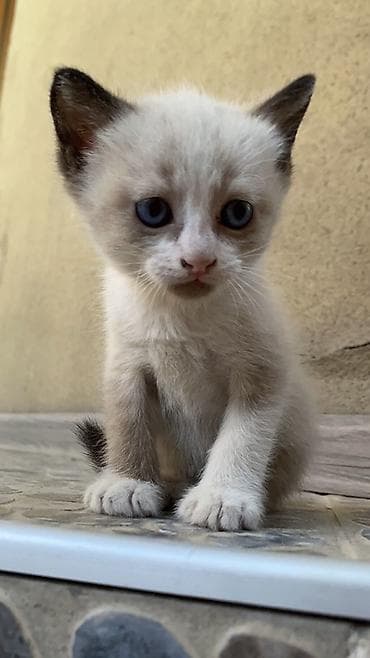 Котята с сиамским окрасом - Порода/тип: домашние короткошёрстные — 1