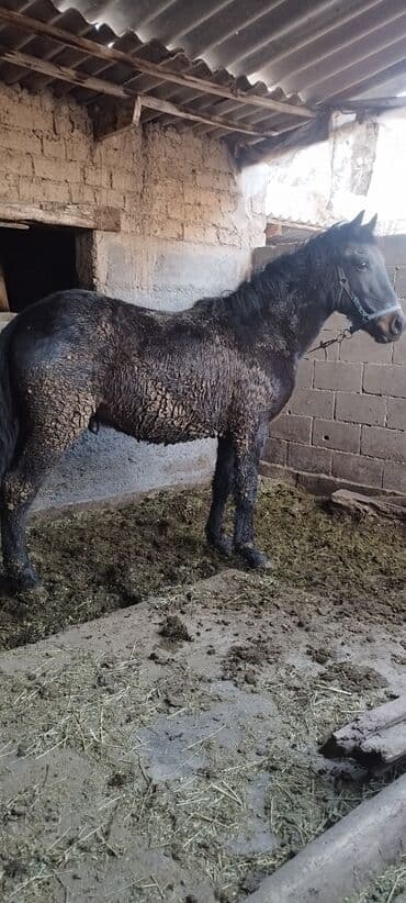 Жылкылар, аттар: Сатам | Байтал | Аргын | Союуга, Көбөйтүү үчүн — 7