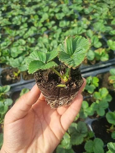 капельный: Рассада садовой земляники (клубники) в кассетах - Тип: кассетная — 1