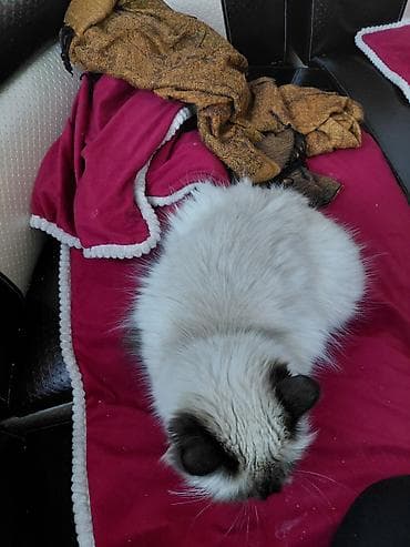 Аквариумы: Сиамская, 8 месяцев, Девочка, Белый — 1