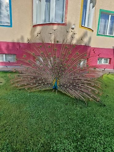 уйдун башы: Павлин индийский (самец) для частного подворья, мини‑зоопарка или — 2