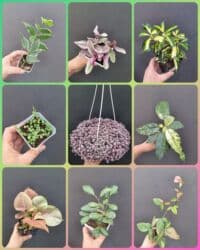 Комнатные растения, цветы (молодые растения, взрослые экземпляры). Не