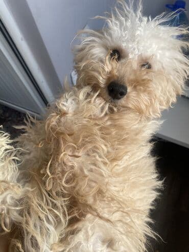 пидбуль кубинский: Мальтипу, 6 месяцев, Самец, С прививкой — 9