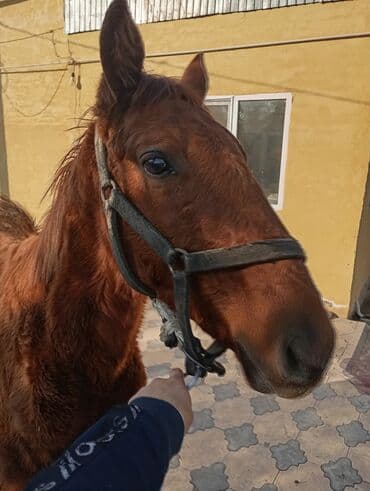 продаю связи с переездом: Продаю | Жеребенок | Рабочий — 2