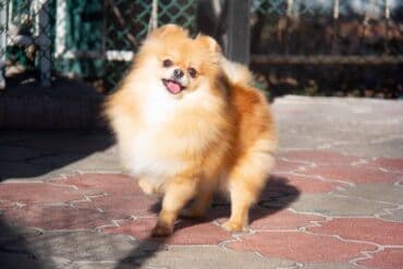 Вязка собак: Шпиц, 3 года, Самка — 11