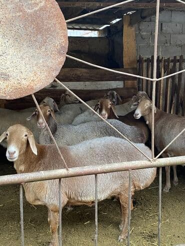 Собаки: Продаю | Овца (самка) | Арашан | Для разведения | Матка — 5