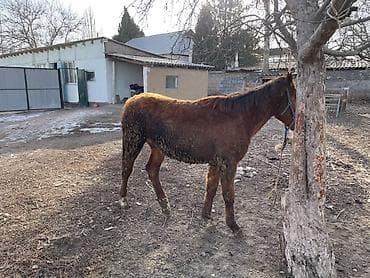 кунандар: Продаю | Жеребенок | На забой, Рабочий — 3