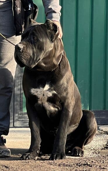 Вязка: Кане-корсо, Самец, 3 года